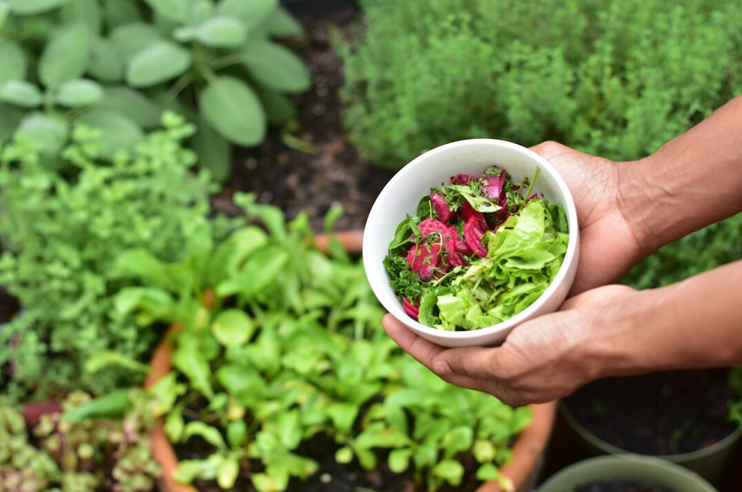 person gardening with plants